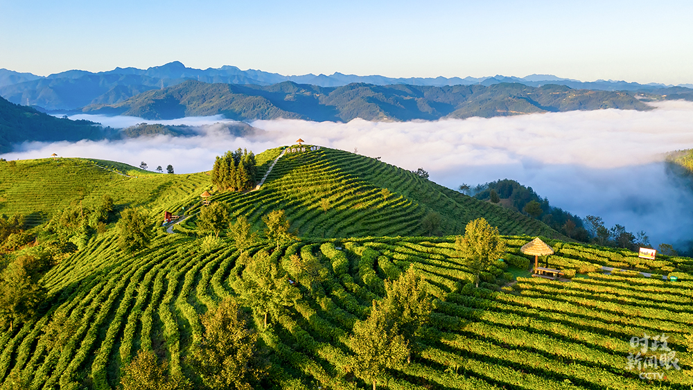 △位于陜西平利縣的蔣家坪茶園，云海環(huán)繞。2020年4月，總書(shū)記曾到這里考察，希望當(dāng)?shù)匾虿柚赂?，因茶興業(yè)。