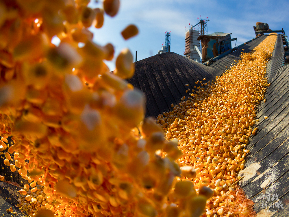 △黑龍江佳木斯某糧食加工廠收糧加工。